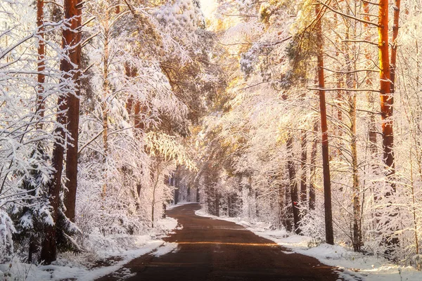 Fondo de invierno soleado — Foto de Stock