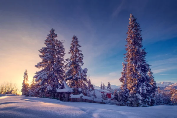 Árboles de Navidad cubiertos de nieve en el paisaje de montaña — Foto de Stock