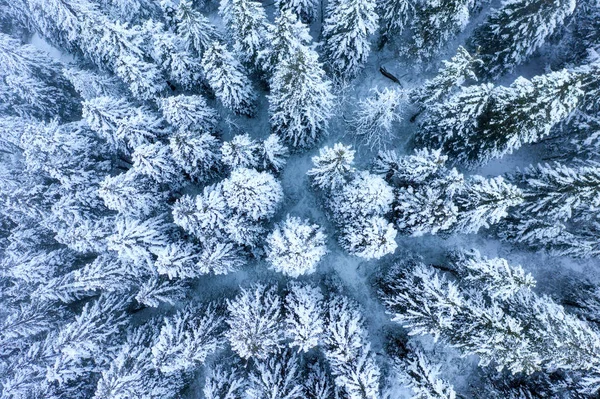 Bosque de invierno cubierto de nieve y heladas — Foto de Stock