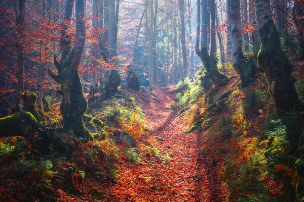 Sunny autumn woodland with haze and sunlight — Stock Photo, Image