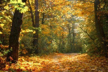 sonbahar orman arka plan