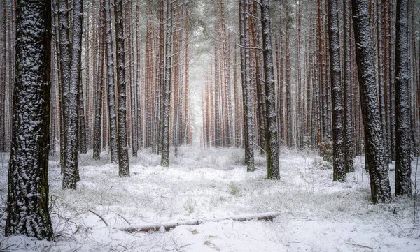 Smukke vinter skov landskab - Stock-foto