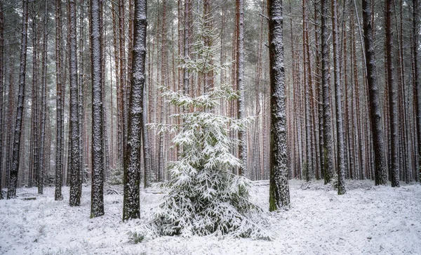 Рождественская елка в зимнем лесу — стоковое фото