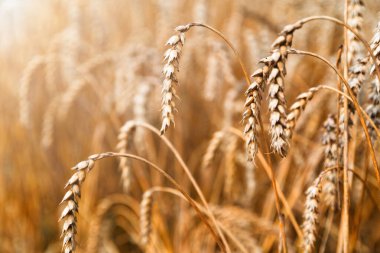 Altın arpa kulakları yakın plan