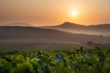 Gün batımında yeşil çimlerle kaplı tepe tarlası.