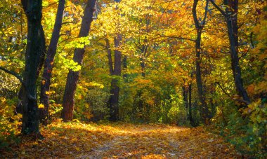 Sarı yapraklı sonbahar ormanı