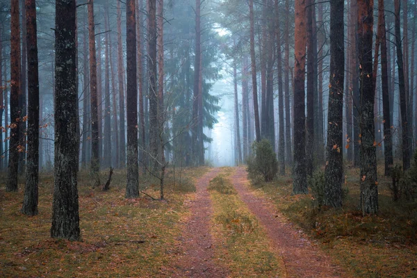 Mlhavá stezka v lese — Stock fotografie