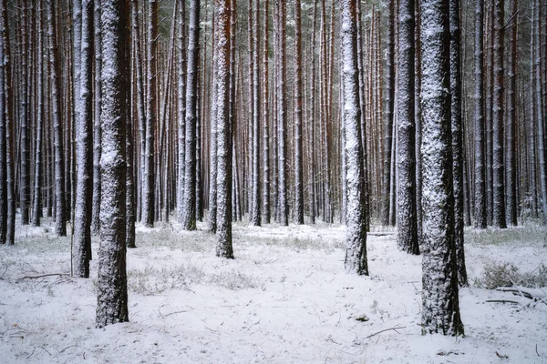 Сумки деревьев со снегом в зимнем лесу — стоковое фото