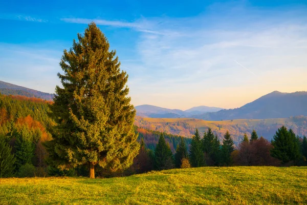 Große Fichte an einem sonnigen Tag — Stockfoto