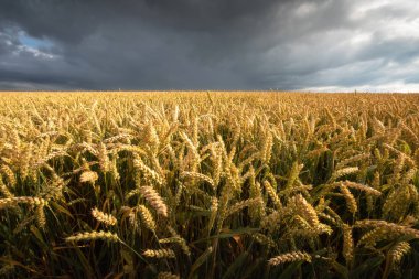 Buğday kulakları portre