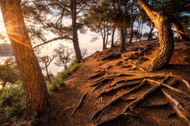 Dev kökleri olan ağaç