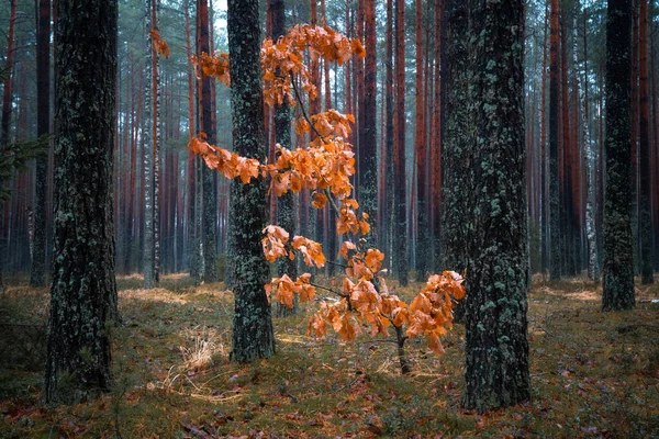 Malý strom s listy, žluté. — Stock fotografie