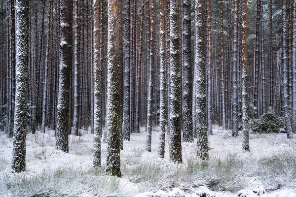 Tall árvore troncos na floresta nevada — Fotografia de Stock
