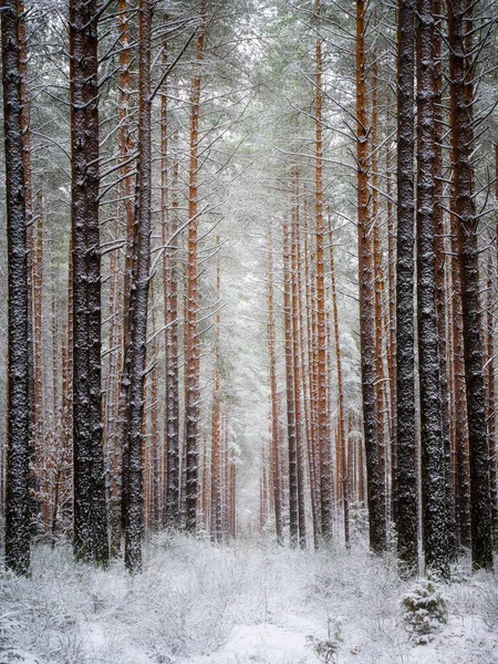 Vysoké stromy v zimním lese — Stock fotografie