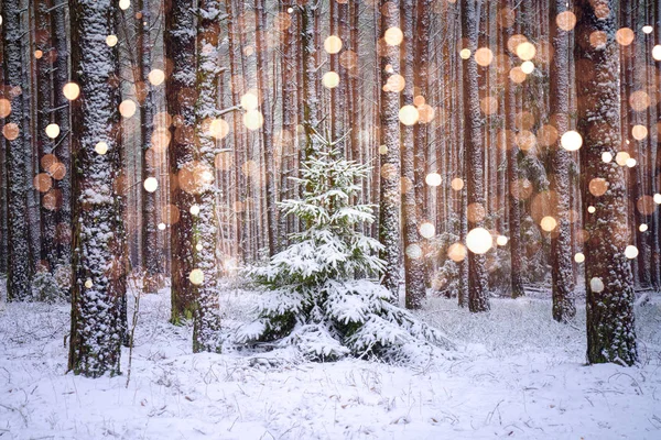 Smrk v lese se sněhovými vločkami. — Stock fotografie