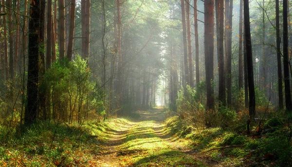 Rayons Soleil Sur Chemin Dans Forêt Printemps Dans Forêt Feuilles — Photo