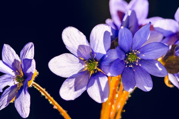 Blue Flowers On Dark Blue Background With Sunlight Closeup First Spring Flowers Stock Images Page Everypixel