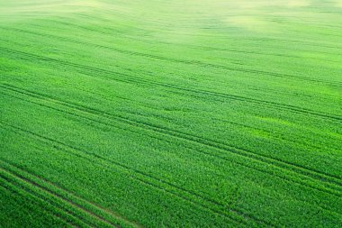Canlı taze otları olan yeşil bir bahar tarlası. Bahar arka planı. Yeşil alan dokusu.