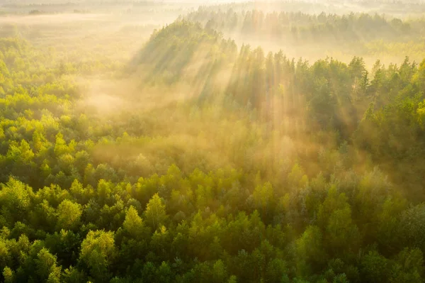 Zelený Les Slunečními Paprsky Shora Krásné Lesy Teplém Letním Ránu — Stock fotografie