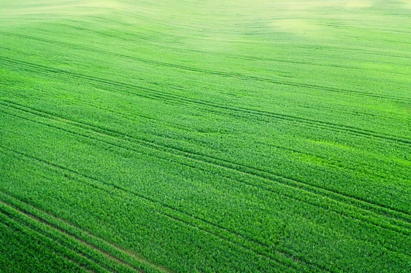 Grünes Frühlingsfeld Mit Lebendigem Frischem Gras Frühling Hintergrund Beschaffenheit Des — Stockfoto