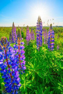 Mavi lupinler yeşil çimlerde Yazın güneşli arazide Mavi gökyüzü