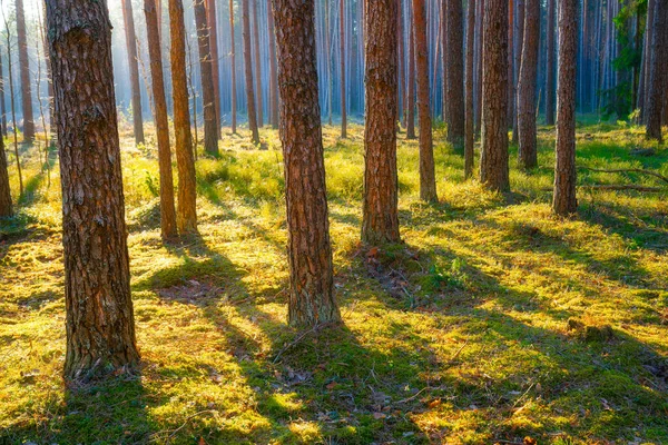 Scenic Pine Forest Mist Morning Sunlight Picturesque Woodland Green Moss — Stock Photo, Image