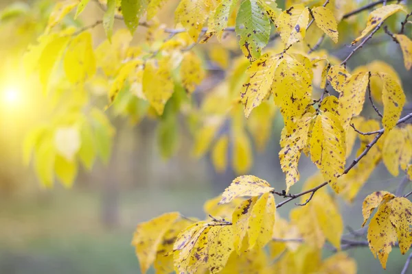 秋天的黄叶在树上。雨天。风景如画的风景. — 图库照片