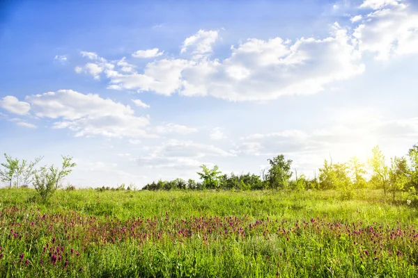 在夏季阳光明媚的日子里，风景如画的绿草和卷云。在盛开的草地中间的田野中的日落. — 图库照片
