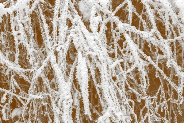 Ramas de árboles cubiertas de nieve. Fondo hermoso invierno . — Foto de Stock