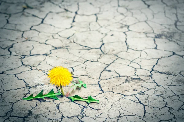 Small tree breaks through the pavement. Green sprout of a plant makes the way through a crack asphalt. Concept: don't give up no matter what, nothing is impossible.  Health, medicine, cosmetic. — Stock Photo, Image