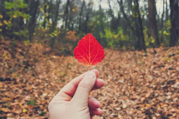 Suchy liść jesieni w ręku człowieka na tle pięknego lasu. Malownicza natura. — Zdjęcie stockowe
