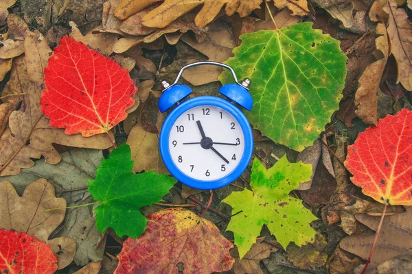 Autumn time. Fallen dry leaves on the ground. Colorful foliage and an alarm clock. Back to school. Green, red and yellow leafs. Beautiful nature background. Goodbye autumn. Discounts and sale. — Stock Photo, Image