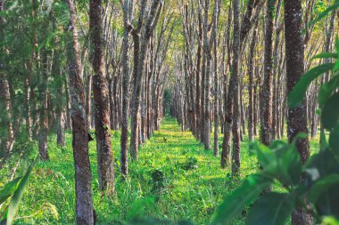 Tayland, Phuket kauçuk orman. Üst üste büyüyen ağaç ekimi.