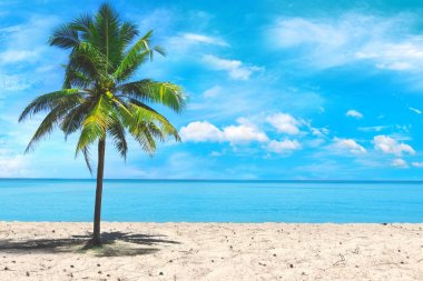 Palmiye ağacı pitoresk gökyüzü arka plan manzaraya kapatın. Tropikal plaj egzotik Adası'nda. Seyahat şirketi, reklam.