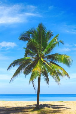 Palmiye ağacı görünümü kapatın. Phuket, Tayland Andaman Denizi'nin ısmarlayarak. Deniz manzarası. Egzotik adasındaki tropikal plaj.