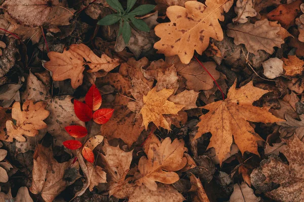 干枯的树叶落在地上 秋天的时间 四季更替 回到学校雨后在森林里 — 图库照片