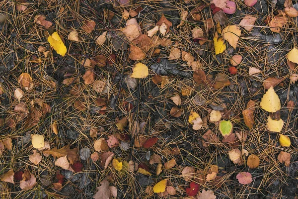 干枯的树叶落在地上 秋天的时间 四季更替 回到学校雨后在森林里 — 图库照片