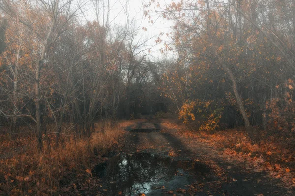 神秘的森林在傍晚雨后 风景如画的秋季风景 图库照片