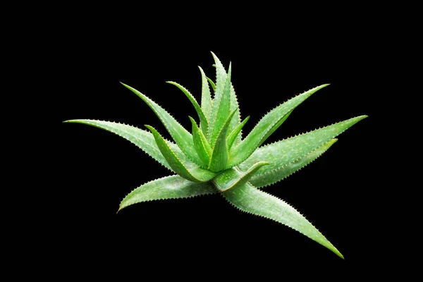 Foglie Verdi Pianta Aloe Vera Pianta Agave Isolata Fondo Nero — Foto Stock