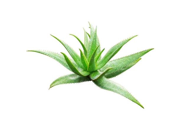 Foglie Verdi Pianta Aloe Vera Pianta Agave Isolata Fondo Bianco — Foto Stock