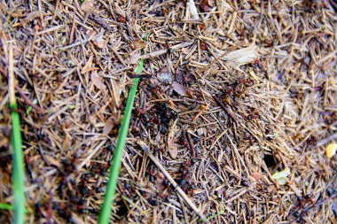 Orman karıncaları. Portre. Yumuşak Dof. Görüntü arka plan olarak kullanılabilir.
