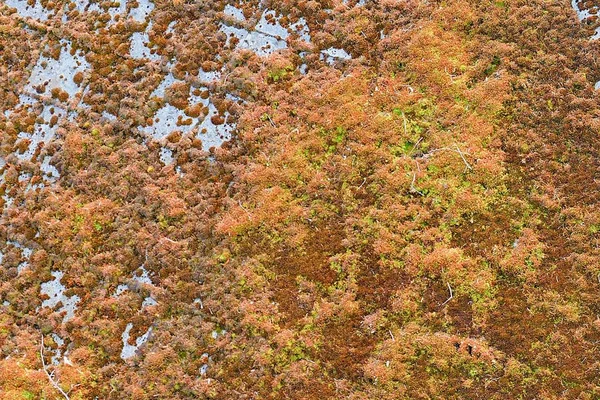 Moss no telhado (telhado). Telhado cheio de musgo. Fundo de musgo — Fotografia de Stock