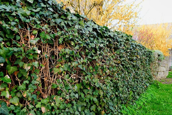 Stěna pokrytá břečťanem. Muies chrání zeď. — Stock fotografie