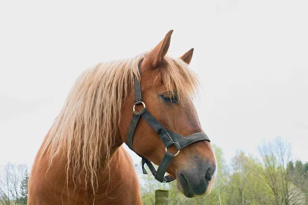 Portrait of a thoroughbred chestnut stallion. Horse head — Stock Photo, Image
