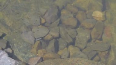 Köy gölet üzerinde görüntüleyin. Su yüzeyi. Suya görüntüleyin. Kurbağa yavrularını hareketli. Sinematik bakmak, 4k video.