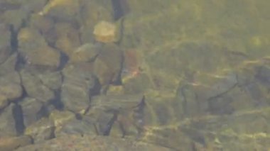 Köy gölet üzerinde görüntüleyin. Su yüzeyi. Suya görüntüleyin. Kurbağa yavrularını hareketli. Sinematik bakmak, 4k video.