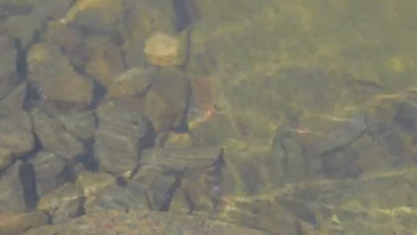 Blick auf den Dorfteich. Wasseroberfläche. Blick ins Wasser. Kaulquappen bewegen. Cinematic Look, 4k Video. — Stockvideo
