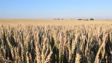Yaz manzara panoramik Mısır alanının. Ses görüntüleri klip. Kuşlar ve kriket böcek sesleri.