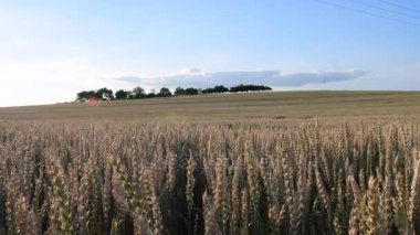 Manzara görünümü Mısır alanının yaz. Ses görüntüleri klip. Kuşlar ve kriket böcek sesleri.