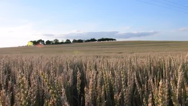 Paisagem de verão Vista panorâmica do campo de milho . — Vídeo de Stock